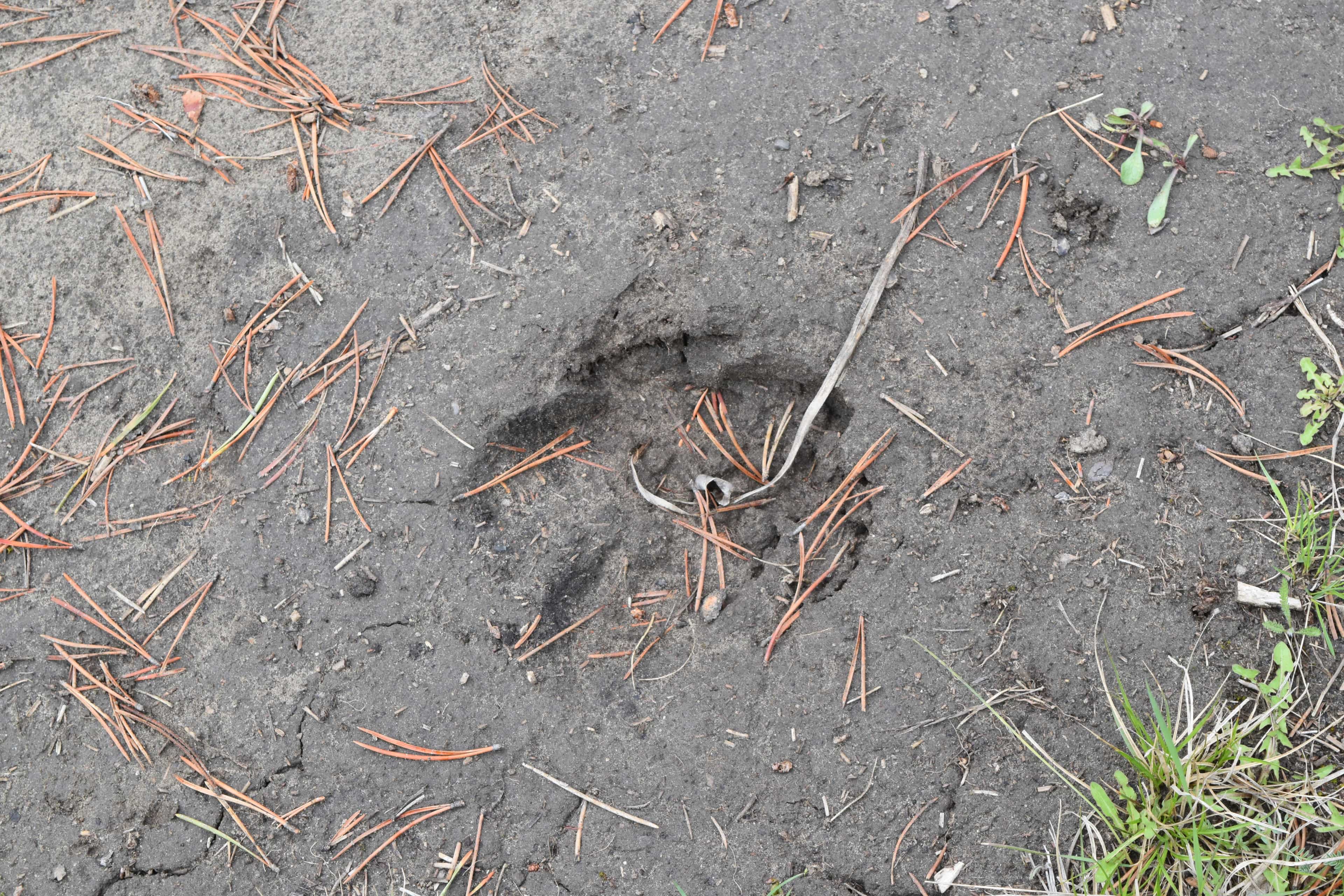bear print