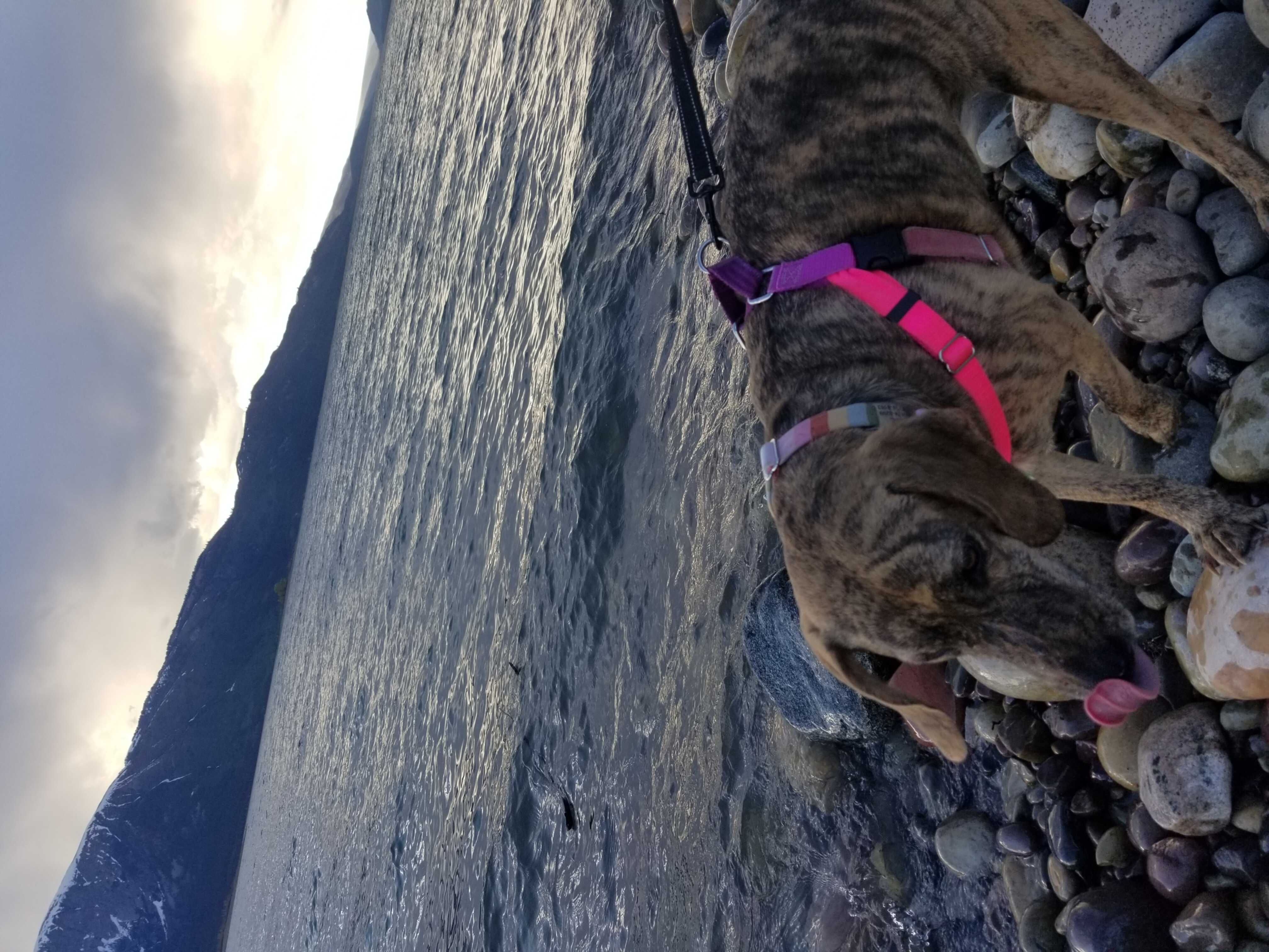 junie drinking from lake