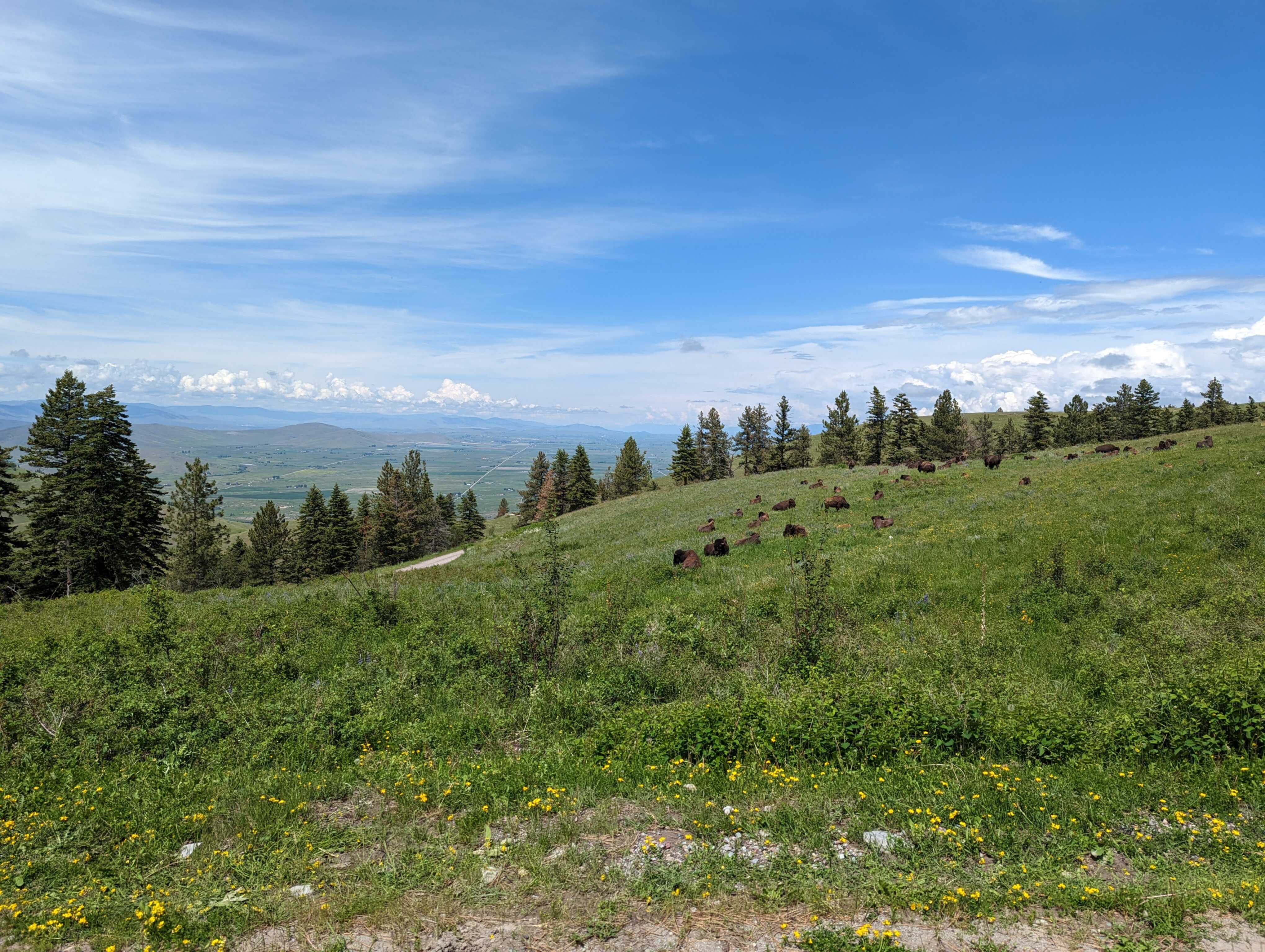 field of buffalo