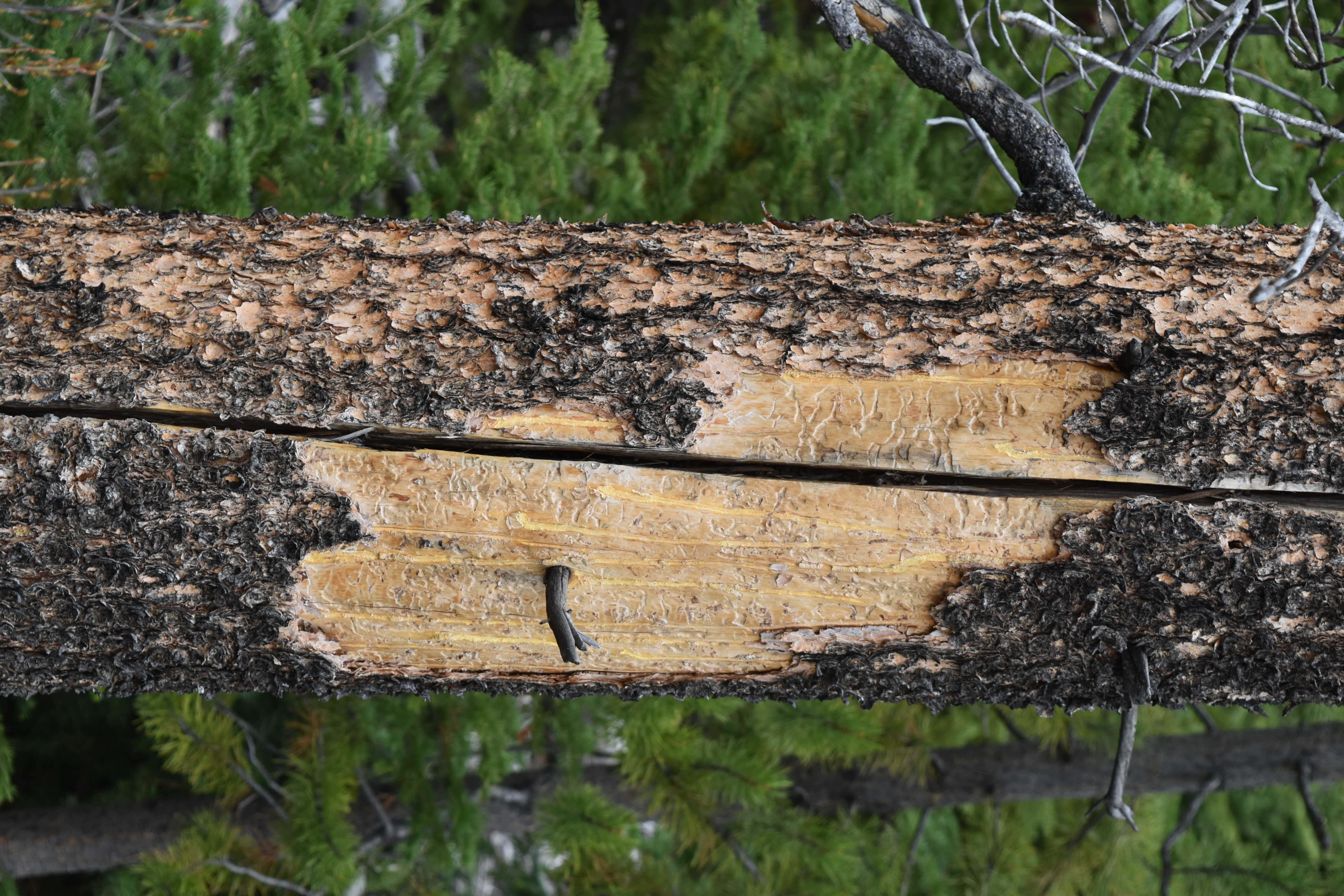 bear scratched tree trunk