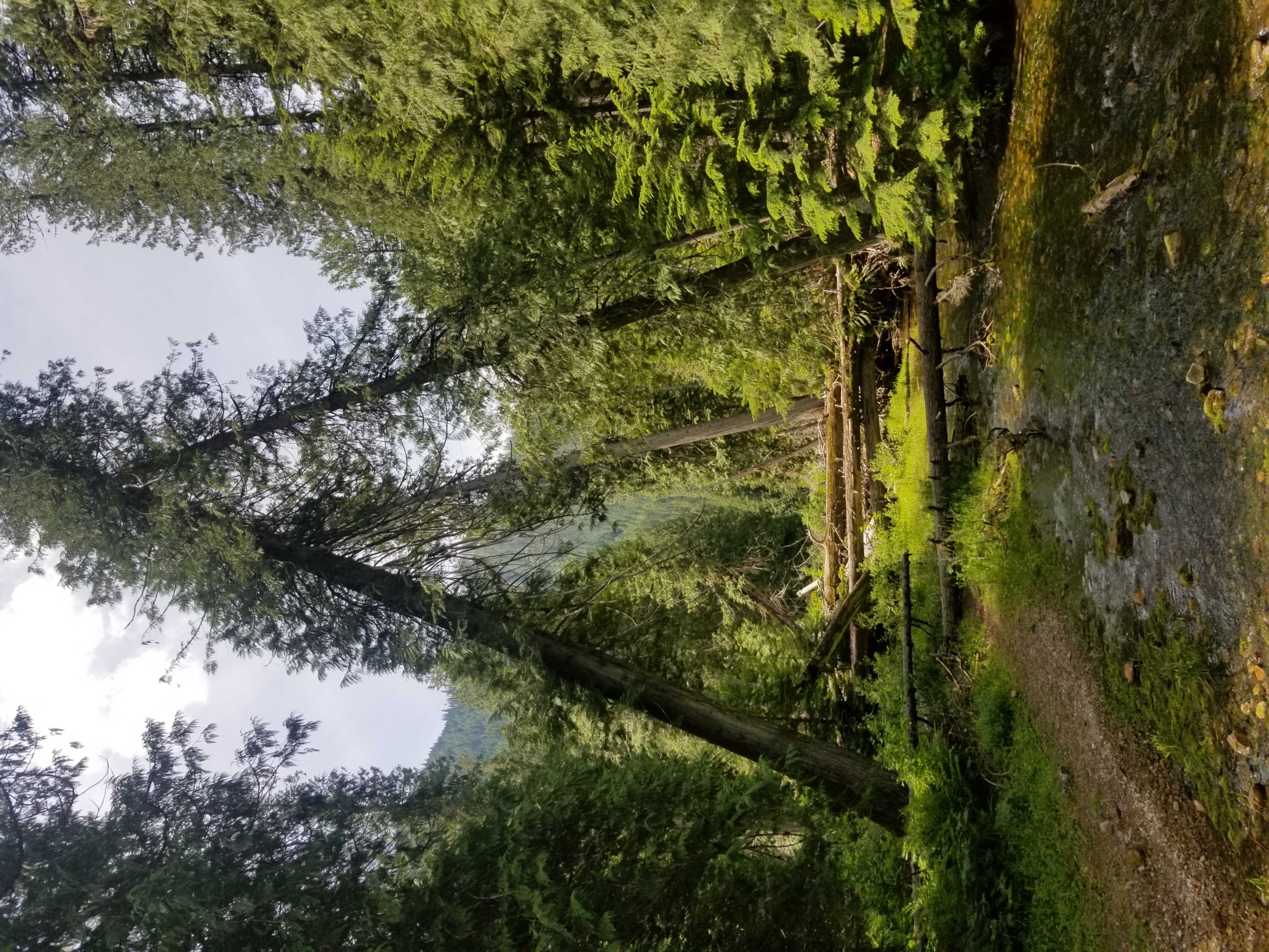 creek and leaning trees